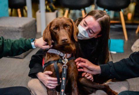 BARK Dogs with Students